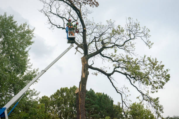 Best Lawn Dethatching  in USA